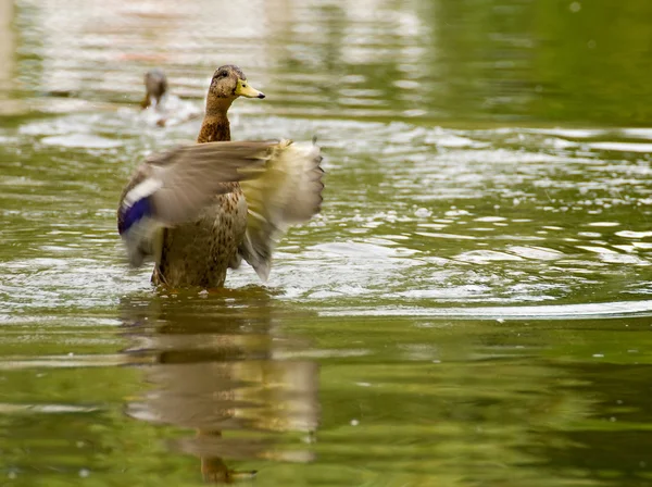 Mallard, ánade real, Anas platyrhynchos — Foto de Stock