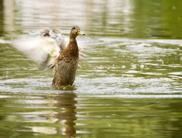 Yaban ördeği, yaban ördeği ördek, anas platyrhynchos — Stok fotoğraf