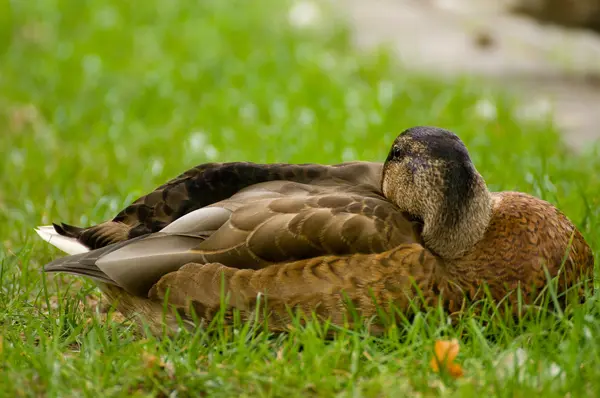 Yaban ördeği, yaban ördeği ördek, anas platyrhynchos — Stok fotoğraf