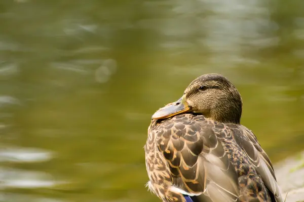 Canard colvert, Canard colvert, Anas platyrhynchos — Photo