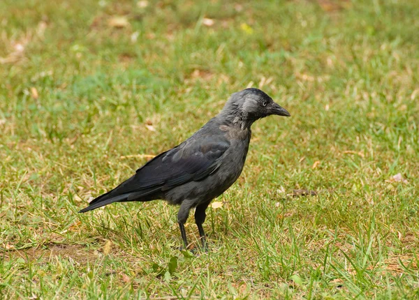 Koloeus monedula — Stockfoto