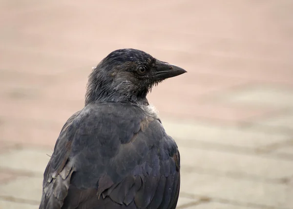 Corvus monedula — Fotografia de Stock