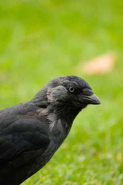 Corvus monedula — Fotografia de Stock