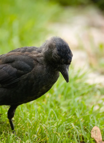 Corvus monedula — Fotografia de Stock