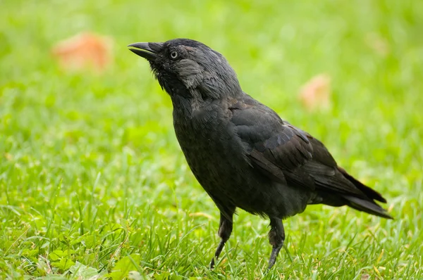 Coloeus monedula — Stok fotoğraf