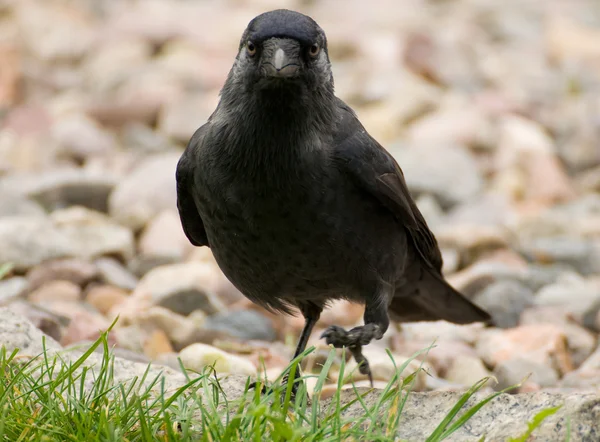 Corvus monedula — Fotografia de Stock