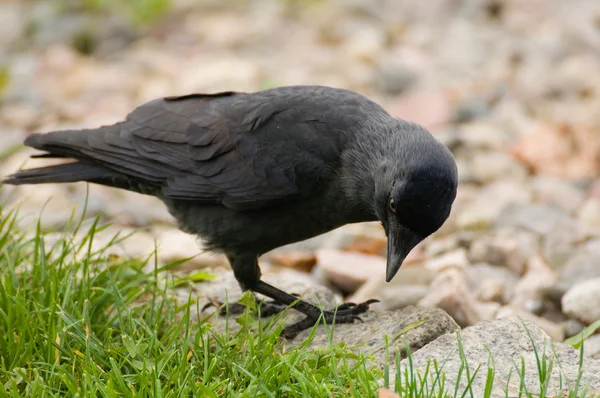 Koloeus monedula — Stockfoto