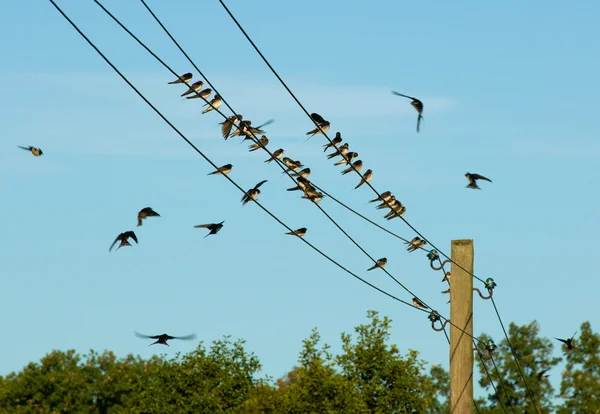 Swallow — Stock Photo, Image