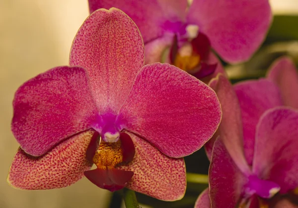 Orchidee — Stockfoto