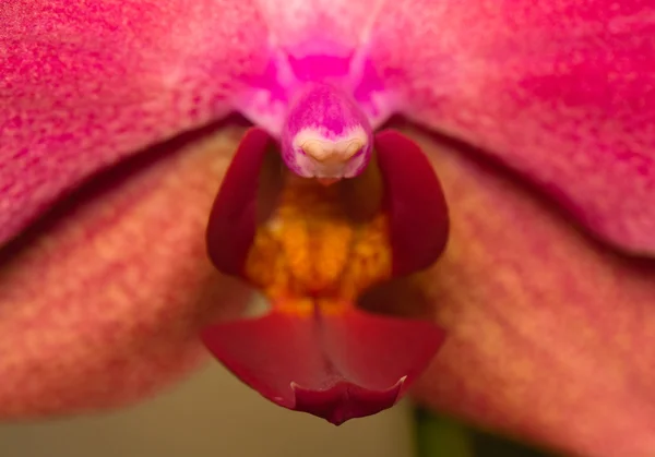 Orquídea — Fotografia de Stock