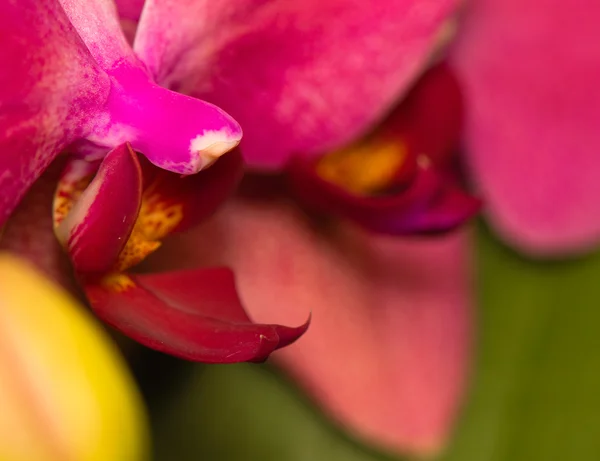 Orchidee — Stockfoto