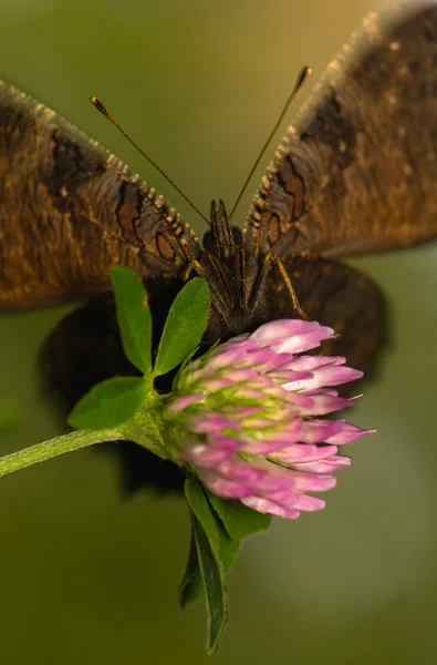 Inachis io — Fotografia de Stock