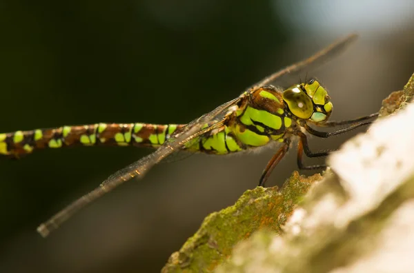 Aeshna cyanea — Fotografia de Stock