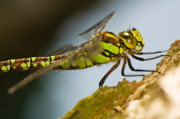 Aeshna cyanea — Foto de Stock