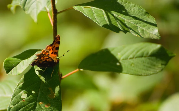 Polygonia c-albüm — Stok fotoğraf