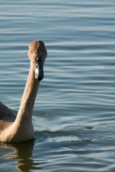 Swan - Cygnus olor — Stockfoto