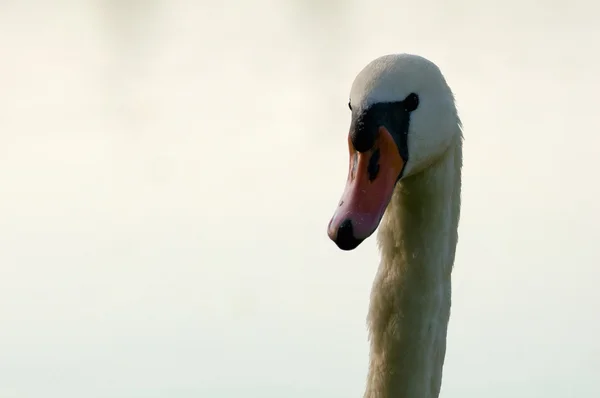 Swan - Cygnus olor — Stock Fotó