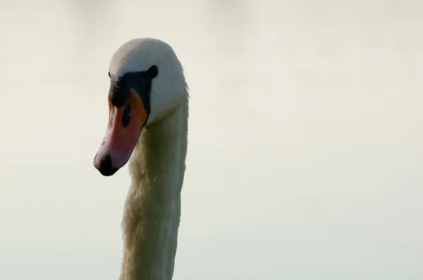 Cigno - Cygnus olor — Foto Stock