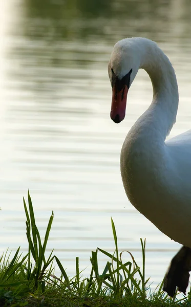 Cisne - Cygnus olor — Foto de Stock