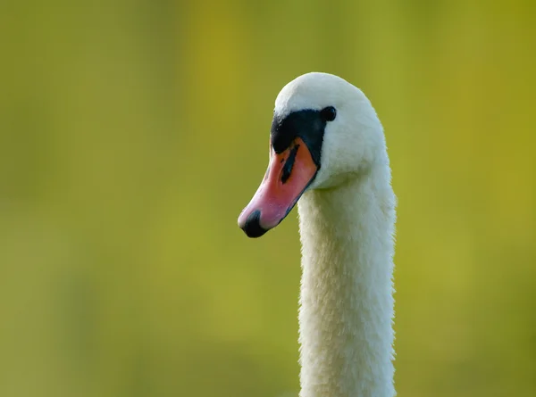 Łabędź - cygnus olor — Zdjęcie stockowe