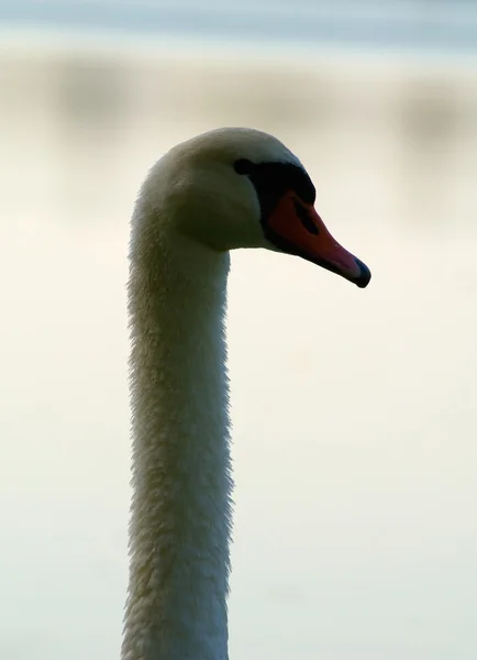 Swan - Cygnus olor — Stock Fotó