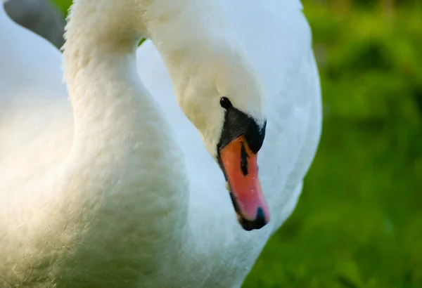 Schwan - Cygnus olor — Stockfoto