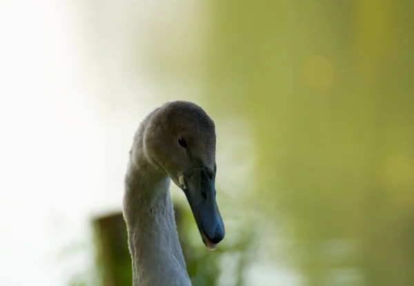 Zwaan - cygnus olor — Stockfoto