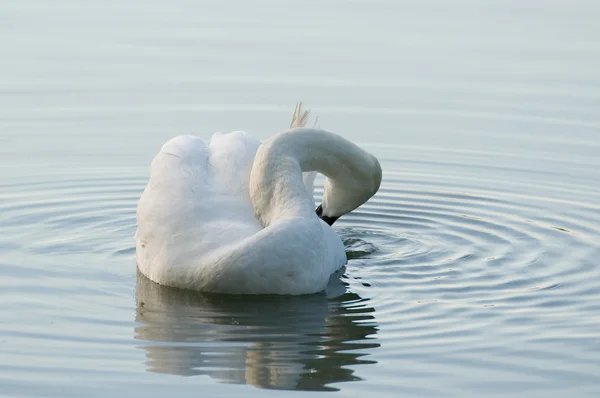 Swan - Cygnus olor — Stockfoto