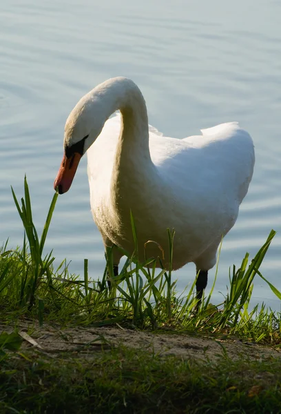 Cisne - Cygnus olor — Foto de Stock