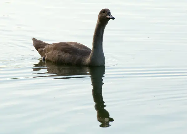 Cygne - Cygnus olor — Photo