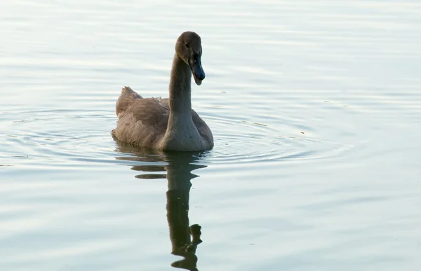 Cygne - Cygnus olor — Photo