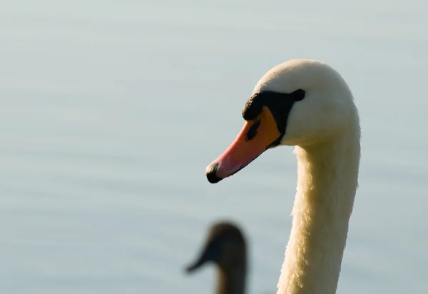 Swan - Cygnus olor — Stockfoto