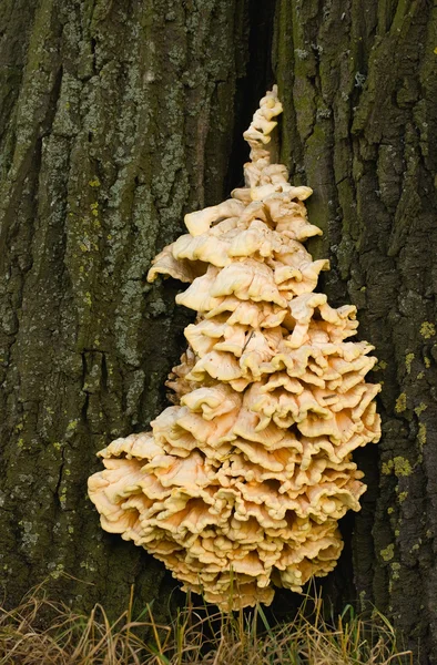 Laetiporus sulphureus — Stock Photo, Image