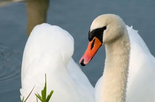 Cygne - Cygnus olor — Photo