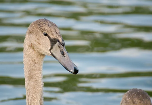 Schwan - Cygnus olor — Stockfoto