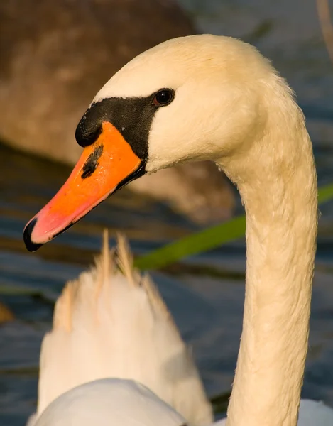 Swan - Cygnus olor — Stockfoto