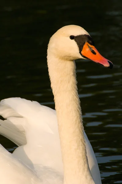 Cisne - Cygnus olor — Foto de Stock