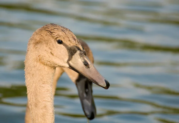 Łabędź - cygnus olor — Zdjęcie stockowe