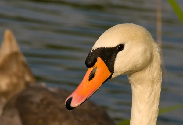 Cisne - Cygnus olor — Foto de Stock