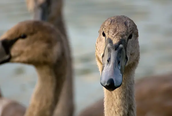 Zwaan - cygnus olor — Stockfoto