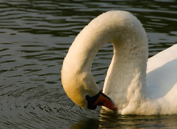 Swan - Cygnus olor — Stockfoto