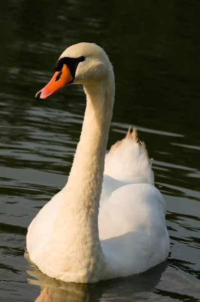 Cisne - Cygnus olor — Foto de Stock