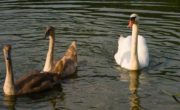 Swan - Cygnus olor — Stock Photo, Image