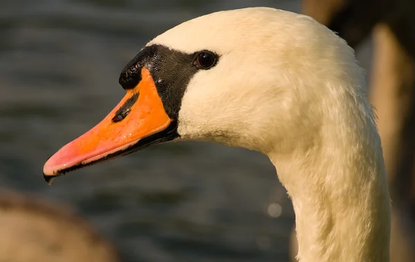 Zwaan - cygnus olor — Stockfoto