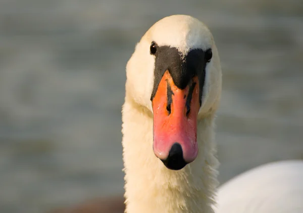 Cisne - Cygnus olor — Foto de Stock