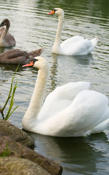 Swan - Cygnus olor — Stock Photo, Image