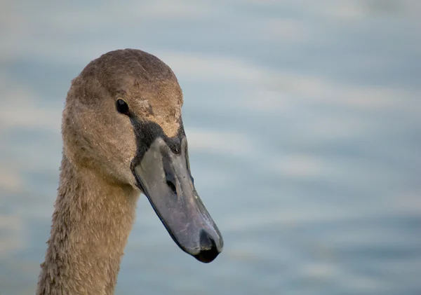 Łabędź - cygnus olor — Zdjęcie stockowe