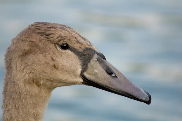 Łabędź - cygnus olor — Zdjęcie stockowe