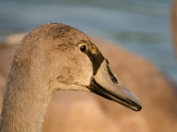 Cisne - Cygnus olor — Foto de Stock