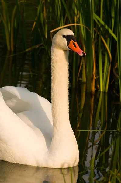 Łabędź - cygnus olor — Zdjęcie stockowe